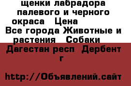 щенки лабрадора палевого и черного окраса › Цена ­ 30 000 - Все города Животные и растения » Собаки   . Дагестан респ.,Дербент г.